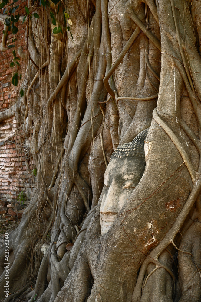 Head of Buddha statue in The Tree Roots, Ayutthaya, Thailand