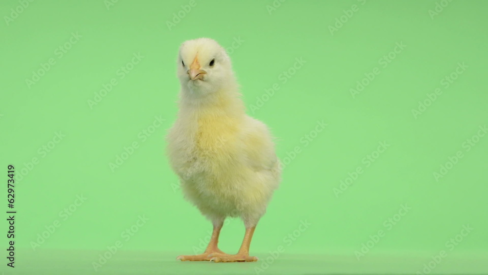 Chick standing and chirping in front of a green key Chick standing and chirping in front of a green key