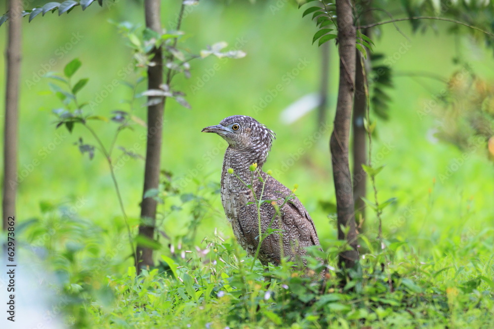 Fototapeta premium Malaysian night heron (Gorsachius melanolophus) in Taiwan