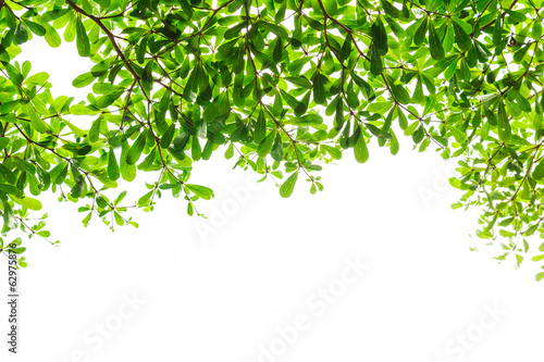 green leaves on white background