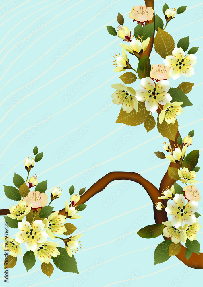 Fototapeta premium sakura , spring , postcard .