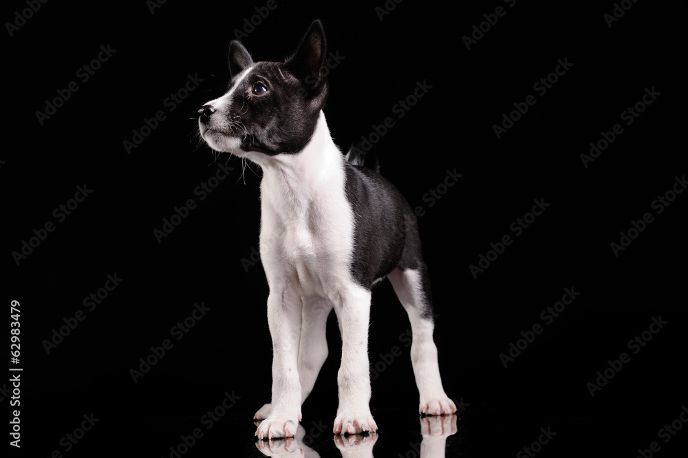 Basenji dog puppy isolated over black background Basenji dog puppy isolated over black background