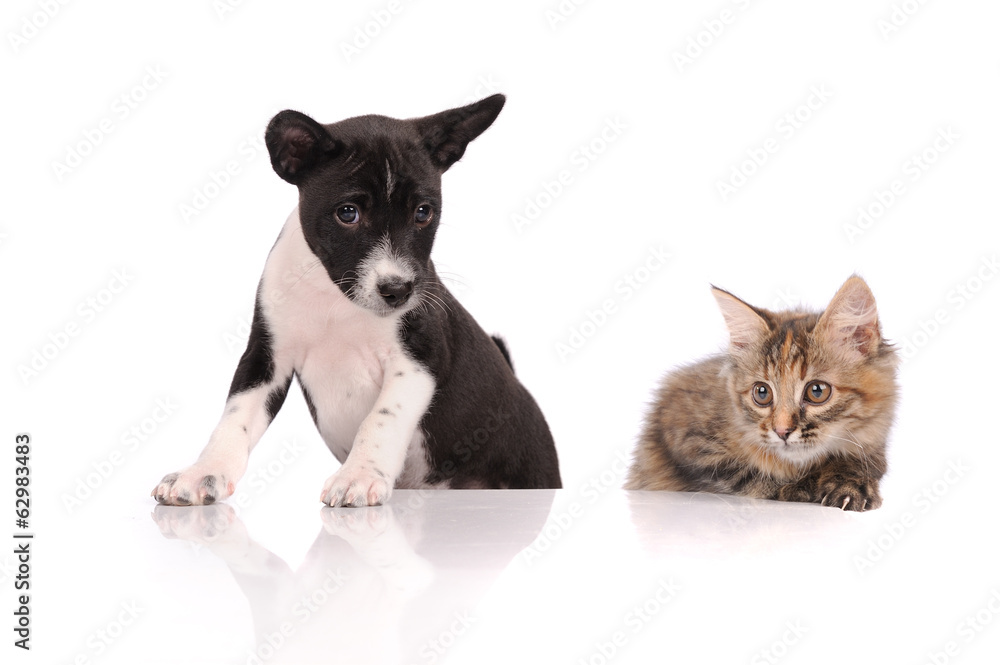 Dog and Cat above white banner looking at camera Dog and Cat above white banner looking at camera