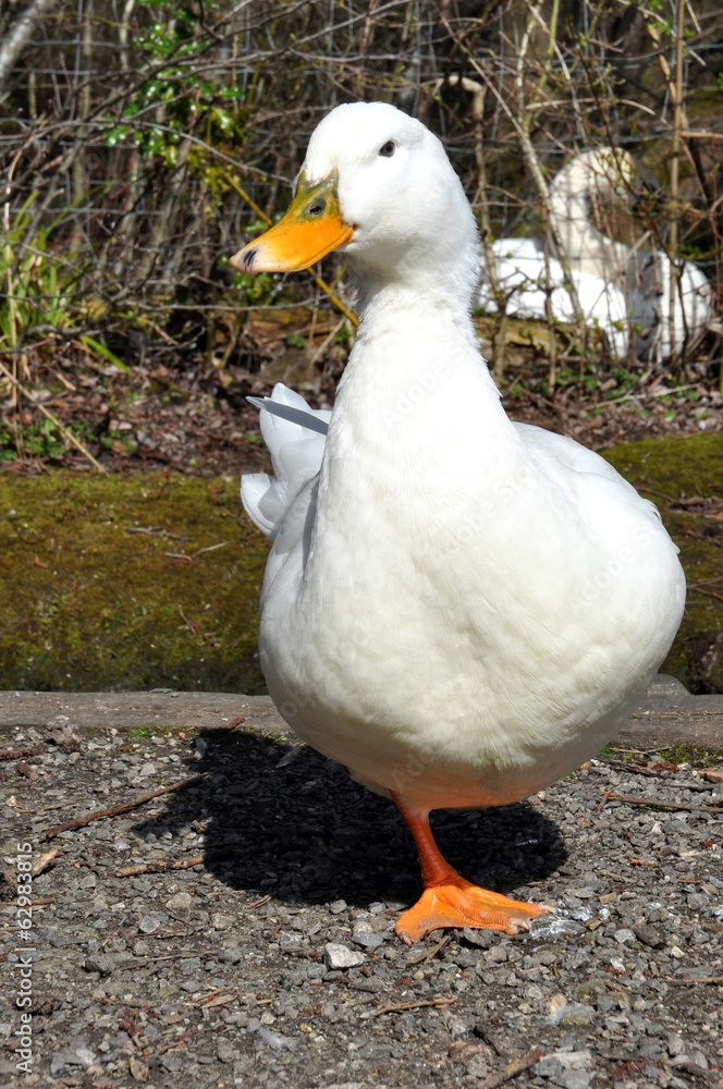 Obraz premium Aylesbury Duck
