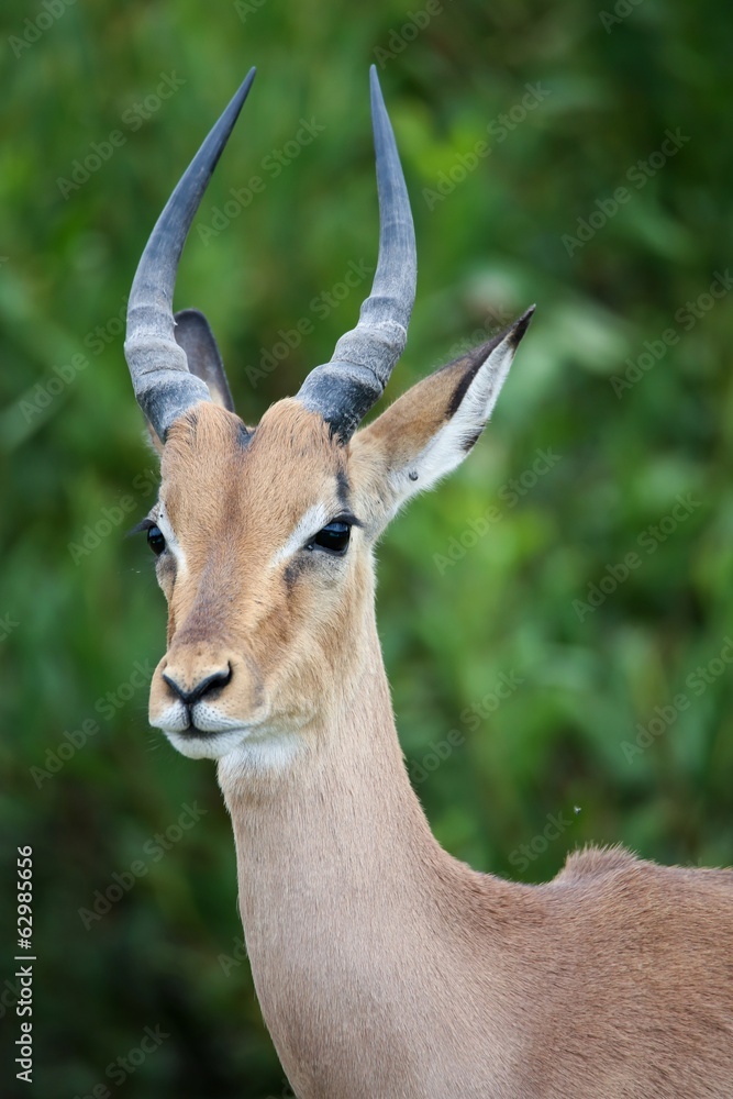 Naklejka premium Young Impala Antelope Portrait
