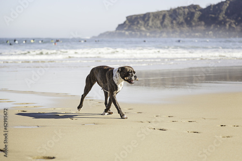 Dog running on the beach