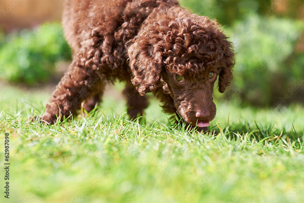 Fototapeta premium Miniature Poodle Puppy