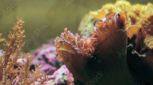 Clownfish in Anemone photo