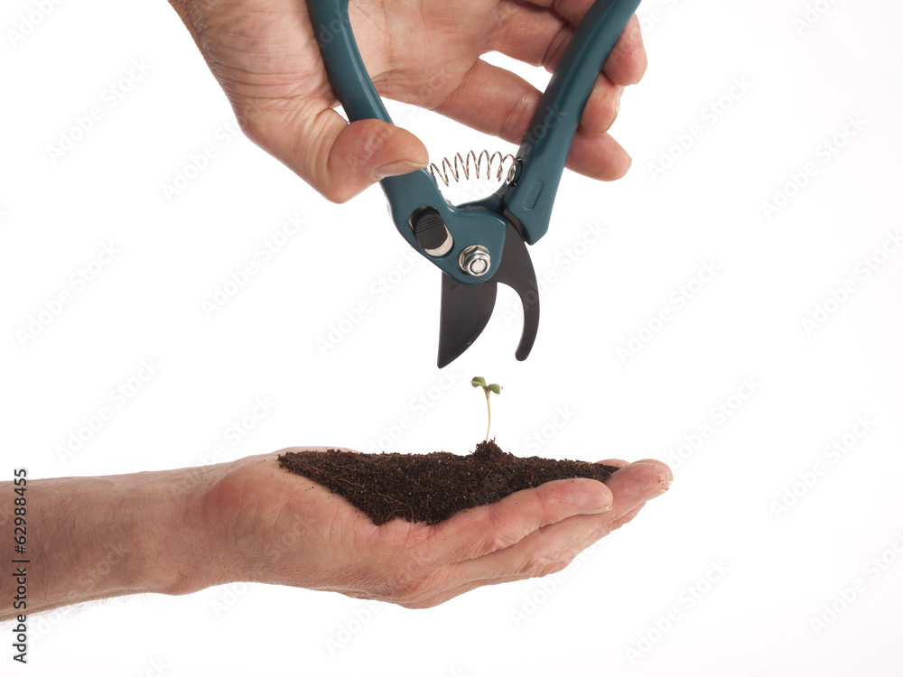 Fototapeta premium Human hands and young plant with secateurs