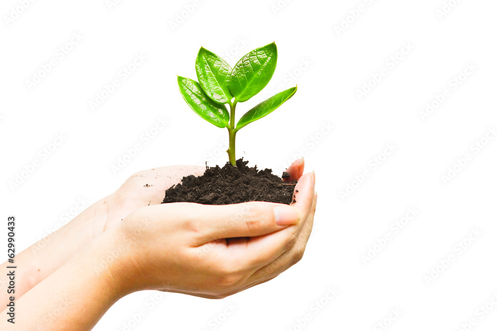 two hands holding and caring a young green plant two hands holding and caring a young green plant