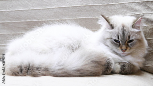 Canvas Print neva masquerade cat, female of siberian breed