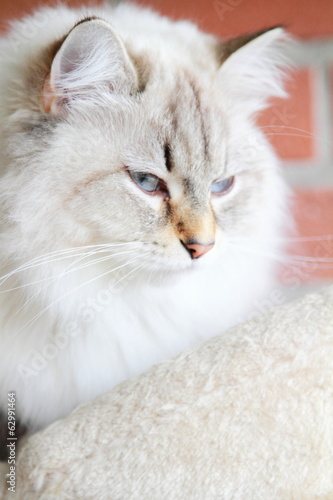neva masquerade cat, female of siberian breed