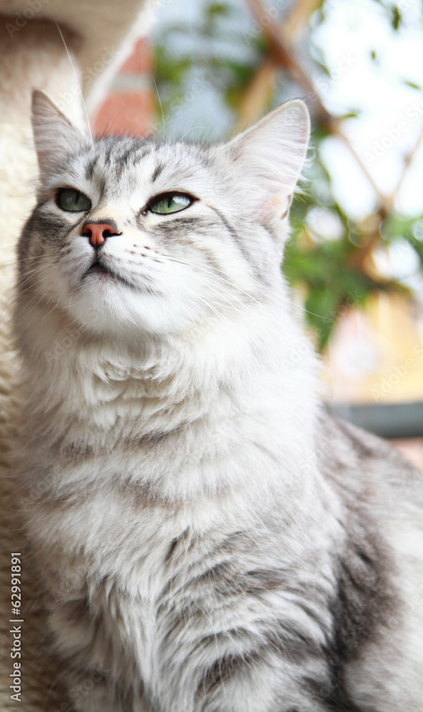silver cat of siberian breed at the scratching post