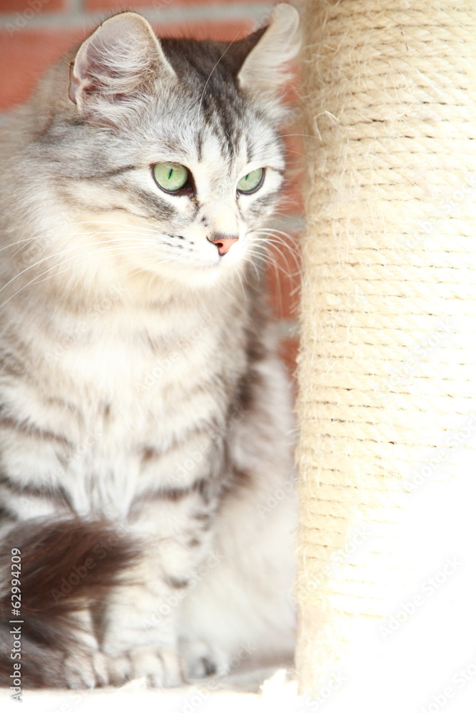 silver cat of siberian breed, female