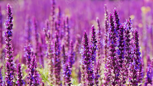 field flowers