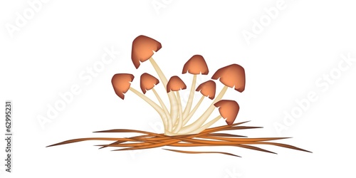 A Group of Straw Mushrooms on White Background