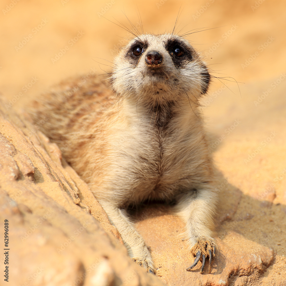 Fototapeta premium Meerkat looking