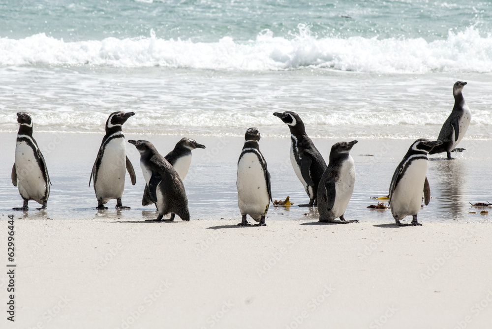Obraz premium Magellanic Penguins On The Beach