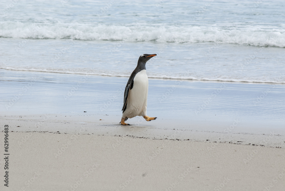 Fototapeta premium Falkland Islands - Gentoo Penguin On The Beach