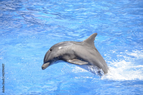 Fotomurale Bottlenose Dolphin Jumping in Pool