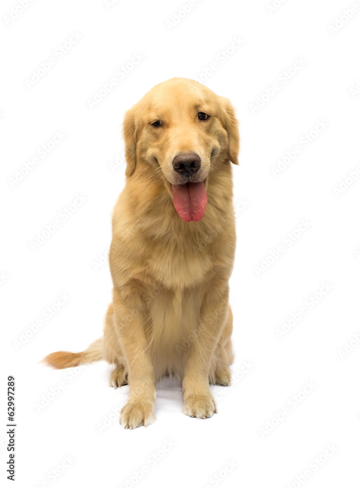 Golden Retriever with a smile Golden Retriever with a smile