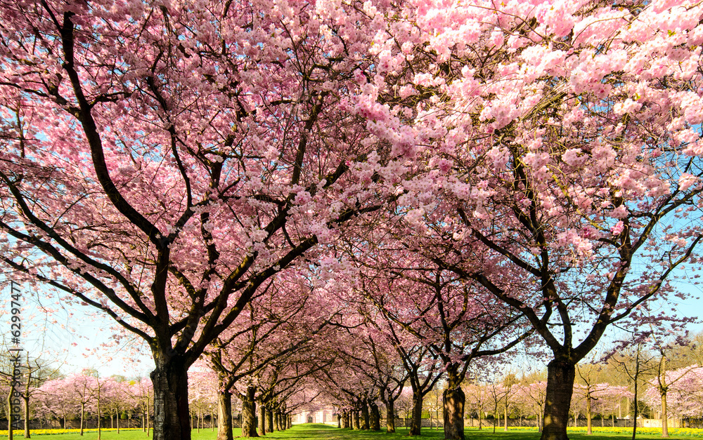 Farbe des Frühlings: Garten mit Japanischen Kirschblüten