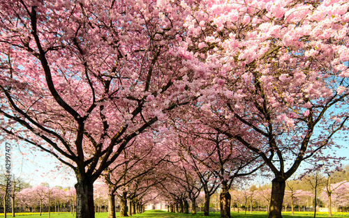 Farbe des Frühlings: Garten mit Japanischen Kirschblüten