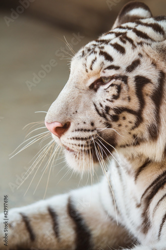 portrait of profile a white tiger