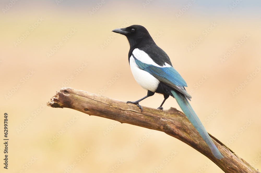 magpie magpie