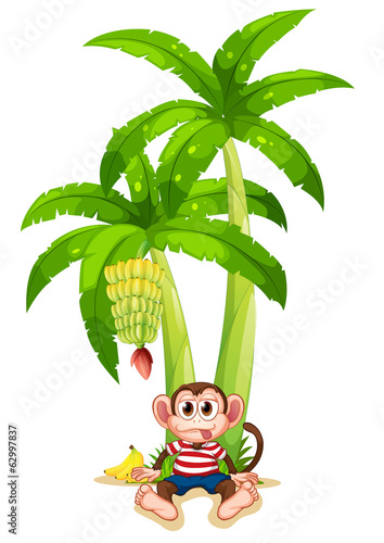 A monkey under the banana plant