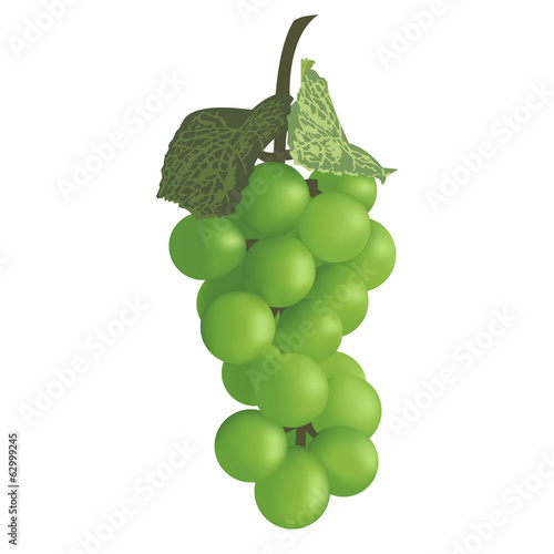 Bunch of grapes. Vector illustration.