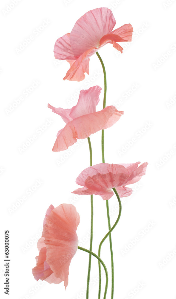 Naklejka premium poppy