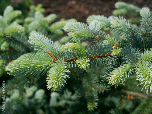 Picea pungens Blue Mountain