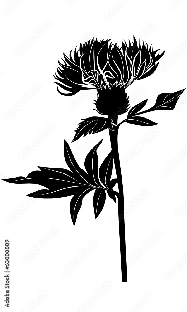 Photography Milk thistle thistle flowers