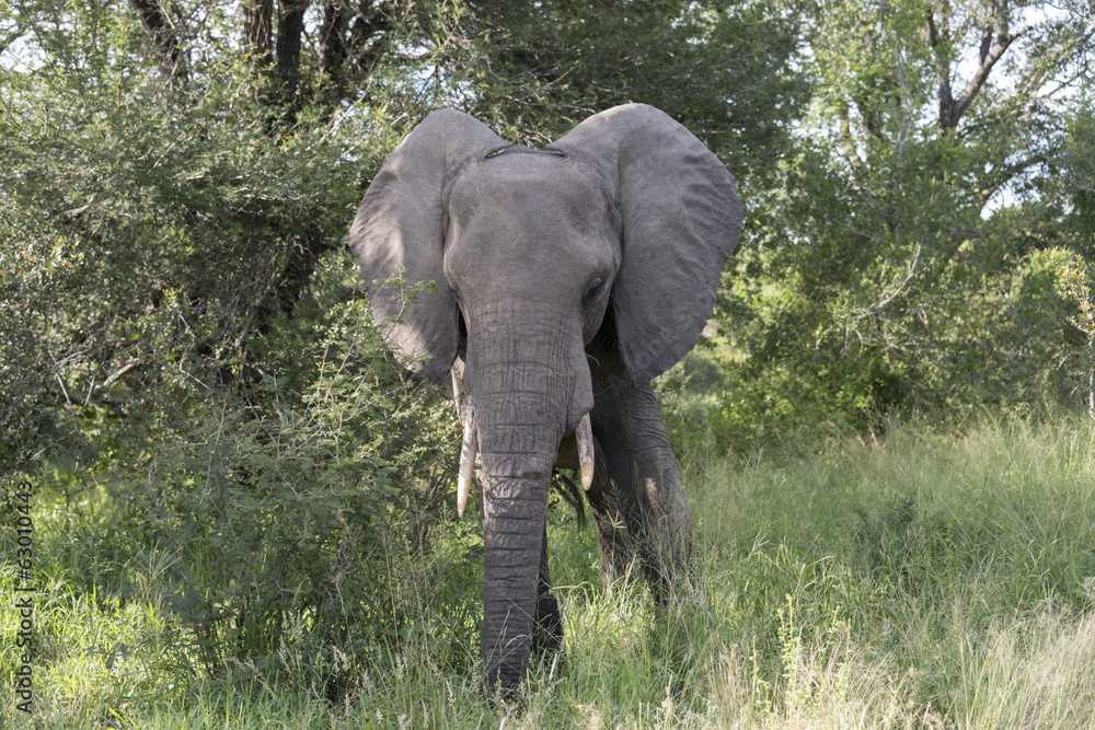 Fototapeta premium big elephant in kruger park