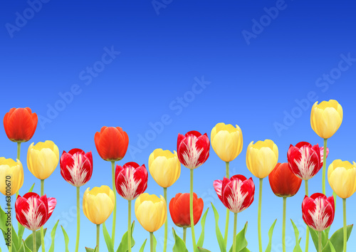 Flowers of a tulips © frenta