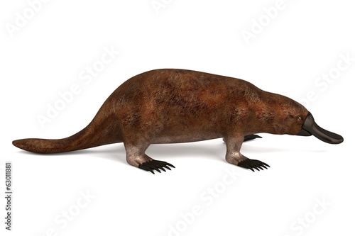 realistic 3d render of platypus