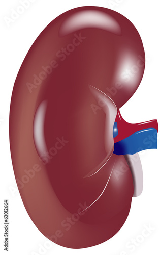 fegato del corpo umano