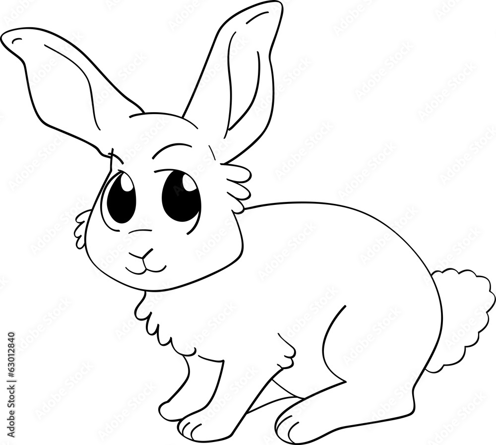 Obraz premium White Rabbit