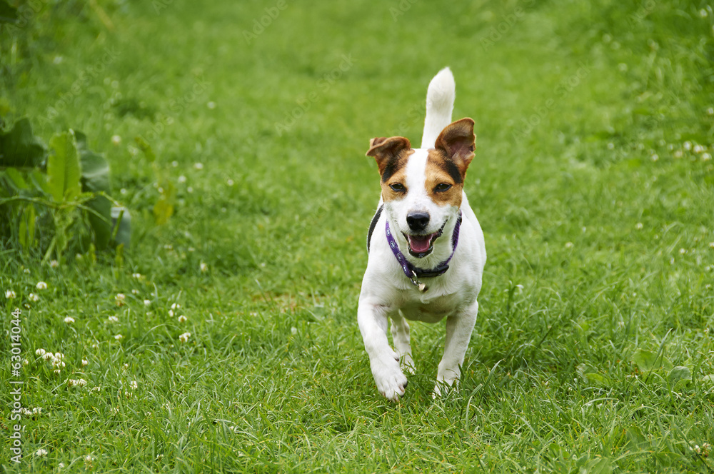 A Jack Russell in a field in the summer. A Jack Russell in a field in the summer.