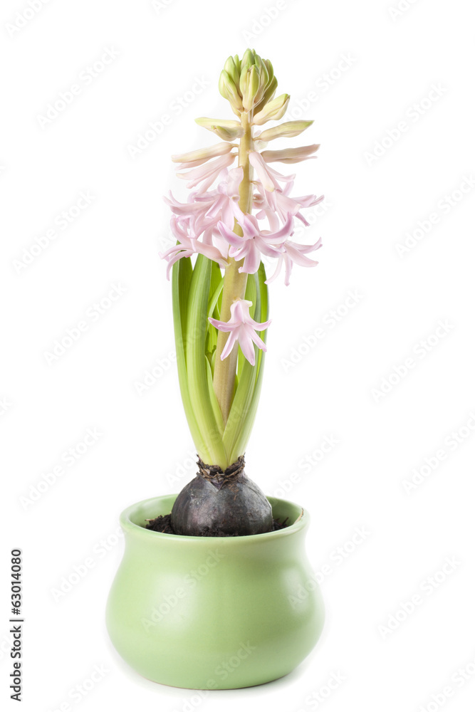 Pink hyacinth growth Pink hyacinth growth