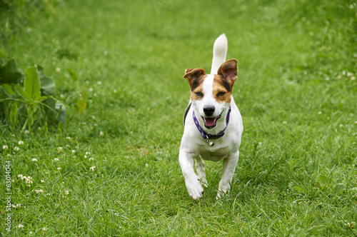 A Jack Russell in a field in the summer.