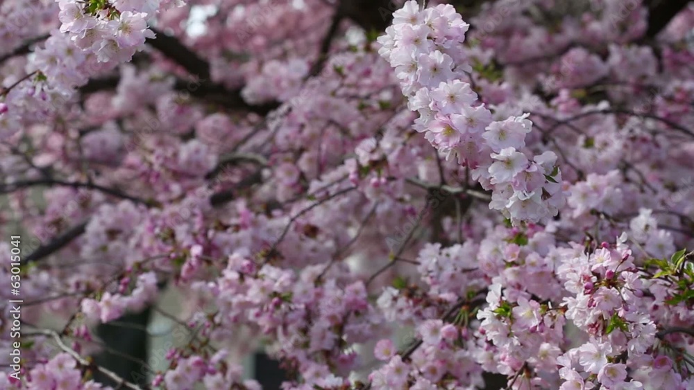 Pink spring flowers branch and breeze Pink spring flowers branch and breeze