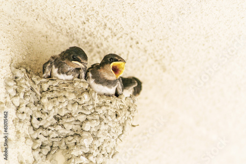 ツバメのヒナ 徳島 photo