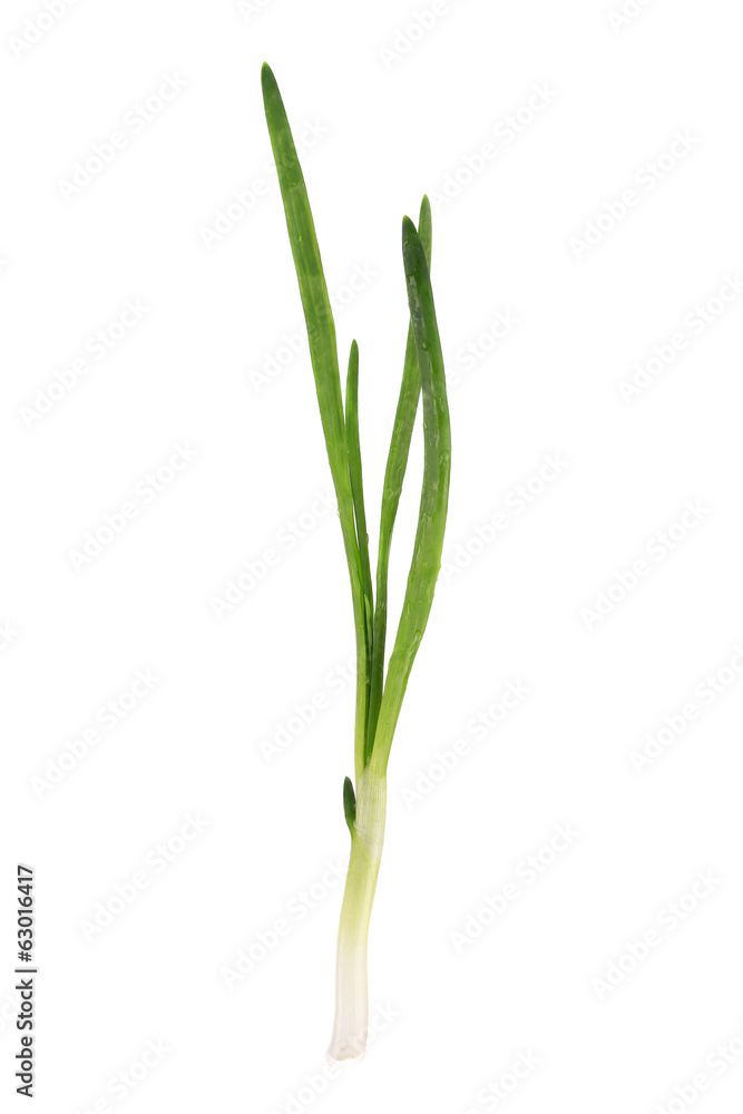 Green onion. Green onion.