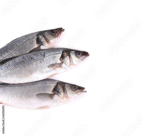 Three fresh fish.