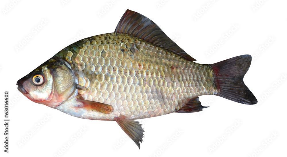 crucian carp fish isolated on a white background crucian carp fish isolated on a white background
