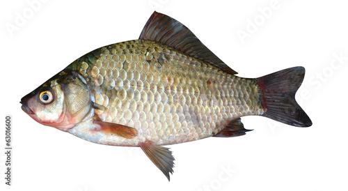 crucian carp fish isolated on a white background