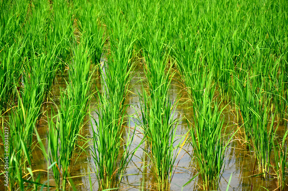 Fototapeta premium transplant in the paddy field