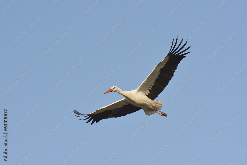Fototapeta premium White stork flying